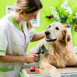 De-Shedding Treatment