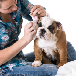 Ear Cleaning & Plucking
