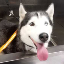 Full-Service Grooming