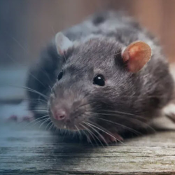 Rodent Control