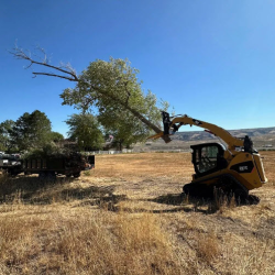 Tree & Stump Removal