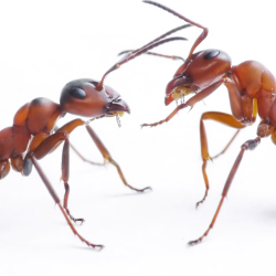  Ant Control Services