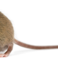 Rodent Control Services