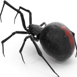 Spider Control Services