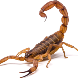 Scorpion Control Services