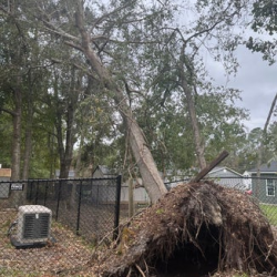 Emergency Tree Work
