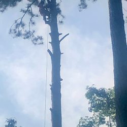 Aesthetic Pruning