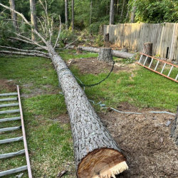 Tree Services