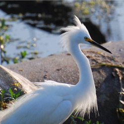 Wildlife Management