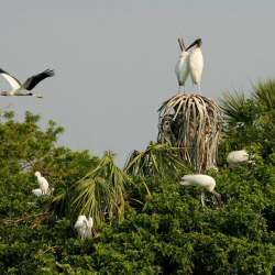 Wood Stork Rookery