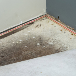 Carpet Dry Out Services