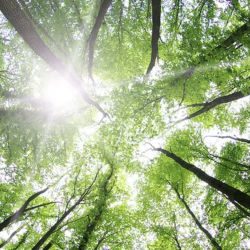 Go Green with Mechanic on Board