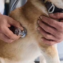 Treatment of Animal Diseases	