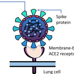 Human Therapeutics for Infectious Diseases	