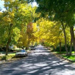 Tree Inspection Services