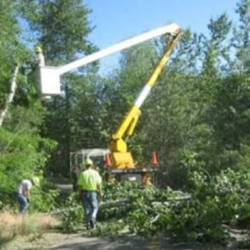 Tree Removal