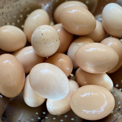Eggs