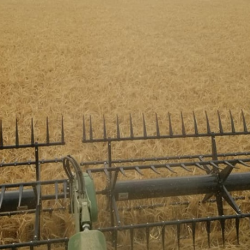 Barley