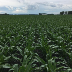 Corn