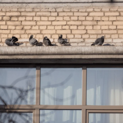 Pigeon Abatement Services