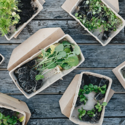 Promote Sustainable Food Production
