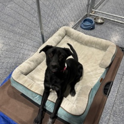Animal Care and Sheltering for lost and abandoned pets