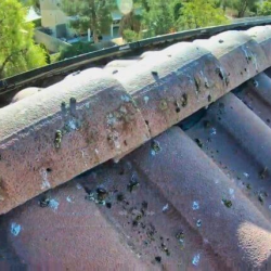 Pigeon Control