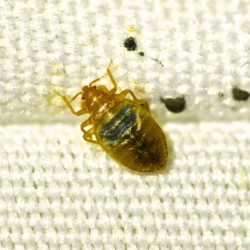 Bed Bug Treatment