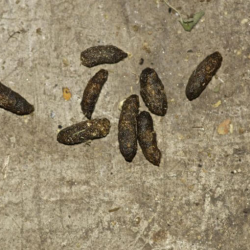 Rodent Control