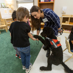 Therapy Dog Training