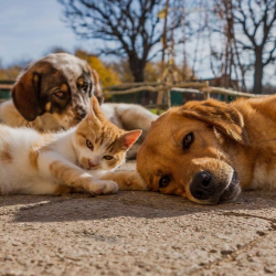 Pets Formulas
