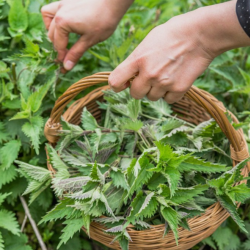Single Herbs