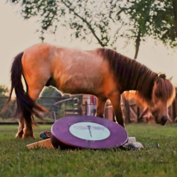 Drum Circle