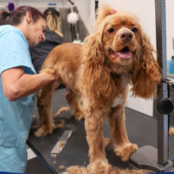 All-Over-Rover Haircut