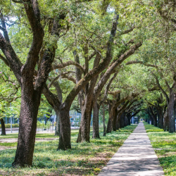 Commercial Tree Care