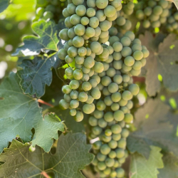 Vineyards