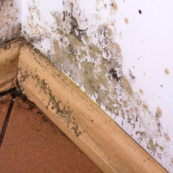 Mold Remediation
