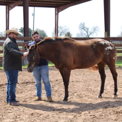 Veteran Equine Partnership Workshops