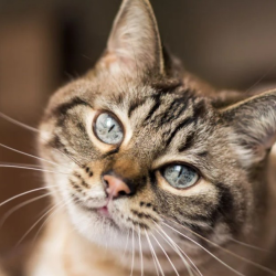 A Place for You and Your Pets