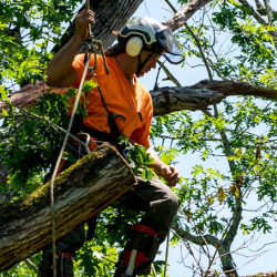 Tree Trimming