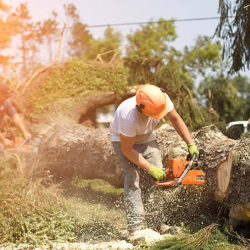 Emergency Tree Service