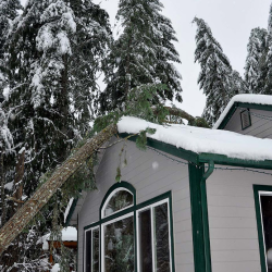 Winter Tree Removal