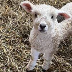 Sponsor An Animal
