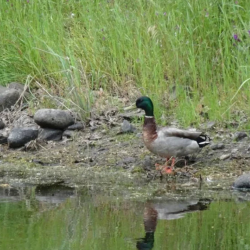 Restoration & Conservation