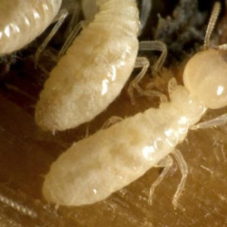 Termite Extermination