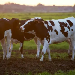 Small Farms Programs