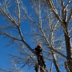 Tree Trimming