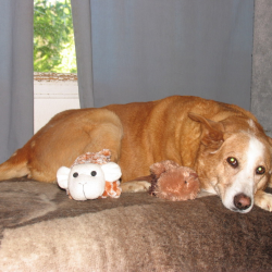 Tellington Ttouch Healing Massage