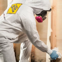 Mold Removal & Remediation Services