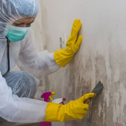 Mold Remediation